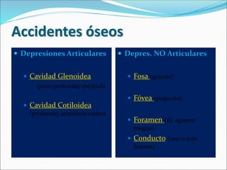 Accidentes óseos
 Depresiones Articulares
 Cavidad Glenoidea
(poco profunda) escápula
 Cavidad Cotiloidea
(profunda) acetábulo cadera
 Depres. NO Articulares
 Fosa (grande)
 Fóvea (pequeña)
 Foramen (Ej. agujero
magno)
 Conducto (uno o más
huesos)
 