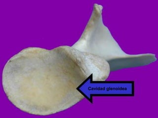 Cavidad glenoidea
 
