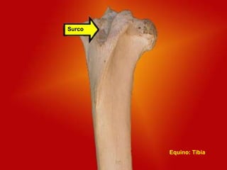 Surco
Equino: Tibia
 