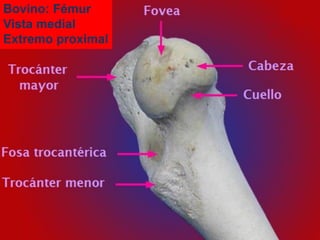 Bovino: Fémur
Vista medial
Extremo proximal
 