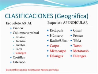 CLASIFICACIONES (Geográfica)
Esqueleto AXIAL
 Cráneo
 Columna vertebral
 Cervical
 Toráxica
 Lumbar
 Sacra
 Coccígea
 Costillas
 Esternón
 Escápula
 Húmero
 Radio/Ulna
 Carpo
 Metacarpo
 Falanges
 Coxal
 Fémur
 Tibia
 Tarso
 Metatarso
 Falanges
Esqueleto APENDICULAR
Los nombres en rojo no integran nuestra currícula
 
