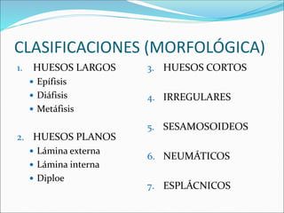 CLASIFICACIONES (MORFOLÓGICA)
1. HUESOS LARGOS
 Epífisis
 Diáfisis
 Metáfisis
2. HUESOS PLANOS
 Lámina externa
 Lámina interna
 Diploe
3. HUESOS CORTOS
4. IRREGULARES
5. SESAMOSOIDEOS
6. NEUMÁTICOS
7. ESPLÁCNICOS
 