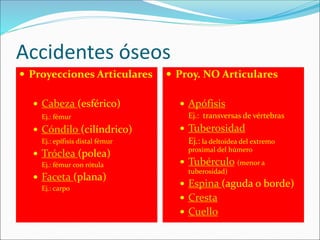 Accidentes óseos
 Proyecciones Articulares
 Cabeza (esférico)
Ej.: fémur
 Cóndilo (cilíndrico)
Ej.: epífisis distal fémur
 Tróclea (polea)
Ej.: fémur con rótula
 Faceta (plana)
Ej.: carpo
 Proy. NO Articulares
 Apófisis
Ej.: transversas de vértebras
 Tuberosidad
Ej.: la deltoidea del extremo
proximal del húmero
 Tubérculo (menor a
tuberosidad)
 Espina (aguda o borde)
 Cresta
 Cuello
 