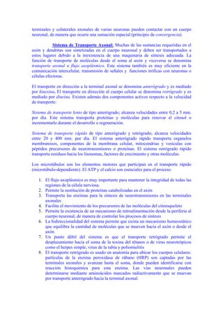 terminales y colaterales axonales de varias neuronas pueden contactar con un cuerpo
neuronal, de manera que ocurre una sumación espacial (principio de convergencia).

            Sistema de Transporte Axonal: Muchas de las sustancias requeridas en el
axón y dendritas son sintetizadas en el cuerpo neuronal y deben ser transportados a
estos lugares debido a la inexistencia de una maquinaria de síntesis adecuada. La
función de transporte de moléculas desde el soma al axón y viceversa se denomina
transporte axonal o flujo axoplásmico. Este sistema también es muy eficiente en la
comunicación intercelular, transmisión de señales y funciones tróficas con neuronas o
células efectoras.

El transporte en dirección a la terminal axonal se denomina anterógrado y es mediado
por kinesina. El transporte en dirección al cuerpo celular se denomina retrógrado y es
mediado por dineína. Existen además dos componentes activos respecto a la velocidad
de transporte:

Sistema de transporte lento de tipo anterógrado; alcanza velocidades entre 0,2 a 5 mm.
por día. Este sistema transporta proteínas y moléculas para renovar el citosol o
incrementarlo durante el desarrollo o regeneración.

Sistema de transporte rápido de tipo anterógrado y retrógrado; alcanza velocidades
entre 20 y 400 mm. por día. El sistema anterógrado rápido transporta organelos
membranosos, componentes de la membrana celular, mitocondrias y vesículas con
péptidos precursores de neurotransmisores o proteínas. El sistema retrógrado rápido
transporta residuos hacia los lisosomas, factores de crecimiento y otras moléculas.

Los microtúbulos son los elementos motores que participan en el transporte rápido
(microtúbulo-dependiente). El ATP y el calcio son esenciales para el proceso.

   1. El flujo axoplásmico es muy importante para mantener la integridad de todas las
      regiones de la célula nerviosa.
   2. Permite la sustitución de proteínas catabolizadas en el axón
   3. Transporta las enzimas para la síntesis de neurotransmisores en las terminales
      axonales
   4. Facilita el movimiento de los precursores de las moléculas del citoesqueleto
   5. Permite la existencia de un mecanismo de retroalimentación desde la periferia al
      cuerpo neuronal, de manera de controlar los procesos de síntesis
   6. La bidireccionalidad del sistema permite que exista un mecanismo homeostático
      que equilibra la cantidad de moléculas que se mueven hacia el axón o desde el
      axón
   7. Un punto débil del sistema es que el transporte retrógrado permite el
      desplazamiento hacia el soma de la toxina del tétanos o de virus neurotrópicos
      como el herpes simple, virus de la rabia y poliomielitis
   8. El transporte retrógrado es usado en anatomía para ubicar los cuerpos celulares:
      partículas de la enzima peroxidasa de rábano (HRP) son captadas por las
      terminales axonales y avanzan hasta el soma, donde pueden identificarse con
      reacción histoquímica para esta enzima. Las vías neuronales pueden
      determinarse mediante aminoácidos marcados radiactivamente que se muevan
      por transporte anterógrado hacia la terminal axonal.
 