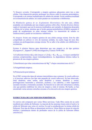 7) Sinapsis seriadas: Corresponde a sinapsis químicas adyacentes entre tres o más
células. Esta disposición permite prolongar los efectos sobre la neurona postsináptica.
Corresponde a un sistema multiplicador de señales de entrada. Existe unidireccionalidad
en la transmisión de señales, las cuales pueden ser excitatorias o inhibitorias.

8) Modulación química de un Acoplamiento Electrotónico: En este caso, células
acopladas son moduladas por una sinapsis química sobre ellas. Existen diversos efectos
según el mensajero que use la neurona moduladora; por ejemplo, la dopamina desacopla
a células de la retina, mientras que el ácido gamma-aminobutírico (GABA) aumenta el
grado de acoplamiento en estas mismas células. La transmisión de señales es
unidireccional y puede ser excitatoria o inhibitoria.

9) Autapsis: Existe una sinapsis química de una célula consigo misma. Esto ha sido
comprobado en cultivos in vitro de neuronas aisladas, las cuales luego de unos días
contacta sus prolongaciones consigo misma. No se sabe si las señales son inhibitorias o
excitatorias.

Existen 4 criterios básicos para determinar que una sinapsis es de tipo química
(Eyzaguirre C., Zapata P. (1982) Investigación y Ciencia 70:94-108):

1) Coeficiente térmico (Q10) alto (mayor a 1,2) Q10 = KtºC /K(t-10)ºC. A mayor cantidad de
enzimas comprometidas, mayor termodependencia. La dependencia térmica indica la
presencia de una sinapsis química.

2) Interferencia por altas concentraciones de Mg+2 o bajas concentraciones de Ca+2.

3) Fatigabilidad sináptica.

4) Potenciación post-tetánica.

En el SNC existen dos tipos de uniones intercelulares muy comunes: la zonula adherens
y el punctum adherens (un tipo más pequeño de zonula adherens). Se han observado,
entre dendritas, entre somas, entre dendritas y axones, dendritas y somas,
prolongaciones neuronales y astrocitos, axolema y sus cubiertas, y entre segmentos
axonales iniciales y terminales axonales. Su función no es sólo unir estructuras o células,
sino que permite estabilizar los sitios de sinapsis y todo el sistema. De hecho, se han
encontrado varias uniones estrechas cercanas a la zona activa de una sinapsis química.



ESTRUCTURA DE LOS NERVIOS PERIFÉRICOS.

Un nervio está compuesto por varias fibras nerviosas. Cada fibra consta de un axón
recubierto por células de Schwann. La mayoría de las neuronas tienen entre el axón y la
célula de Schwann una vaina de mielina, la cual es producida por la misma célula de
Schwann. Este tipo de fibras se denominan mielínicas. Otras fibras no tienen la vaina de
mielina y permanecen dentro de profundos surcos de la célula de Schwann (fibras
amielínicas).
 
