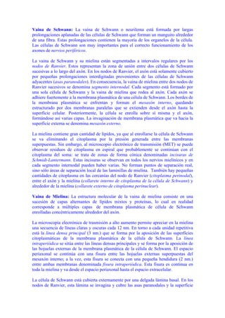 Vaina de Schwann: La vaina de Schwann o neurilema está formada por largas
prolongaciones aplanadas de las células de Schwann que forman un manguito alrededor
de una fibra. Estas prolongaciones contienen la mayoría de los organelos de la célula.
Las células de Schwann son muy importantes para el correcto funcionamiento de los
axones de nervios periféricos.

La vaina de Schwann y su mielina están segmentadas a intervalos regulares por los
nodos de Ranvier. Estos representan la zona de unión entre dos células de Schwann
sucesivas a lo largo del axón. En los nodos de Ranvier, el axón está solamente cubierto
por pequeñas prolongaciones interdigitadas provenientes de las células de Schwann
adyacentes (asas paranodales). En consecuencia, la vaina de mielina entre dos nodos de
Ranvier sucesivos se denomina segmento internodal. Cada segmento está formado por
una sola célula de Schwann y la vaina de mielina que rodea al axón. Cada axón se
adhiere fuertemente a la membrana plasmática de una célula de Schwann. Los bordes de
la membrana plasmática se enfrentan y forman el mesaxón interno, quedando
estructurado por dos membranas paralelas que se extienden desde el axón hasta la
superficie celular. Posteriormente, la célula se enrolla sobre sí misma y el axón,
formándose así varias capas. La invaginación de membrana plasmática que va hacia la
superficie externa se denomina mesaxón externo.

La mielina contiene gran cantidad de lípidos, ya que al enrollarse la célula de Schwann
se va eliminando el citoplasma por la presión generada entre las membranas
superpuestas. Sin embargo, al microscopio electrónico de transmisión (MET) se puede
observar residuos de citoplasma en espiral que probablemente se continúan con el
citoplasma del soma: se trata de zonas de forma cónica denominadas incisuras de
Schmidt-Lantermann. Estas incisuras se observan en todos los nervios mielínicos y en
cada segmento internodal pueden haber varias. No forman puntos de separación real,
sino sólo áreas de separación local de las laminillas de mielina. También hay pequeñas
cantidades de citoplasma en las cercanías del nodo de Ranvier (citoplasma perinodal),
entre el axón y la mielina (collarete interno de citoplasma de la célula de Schwann) y
alrededor de la mielina (collarete externo de citoplasma perinuclear).

Vaina de Mielina: La estructura molecular de la vaina de mielina consiste en una
sucesión de capas alternantes de lípidos mixtos y proteínas, lo cual en realidad
corresponde a múltiples capas de membrana plasmática de célula de Schwann
enrolladas concéntricamente alrededor del axón.

La microscopía electrónica de trasmisión a alto aumento permite apreciar en la mielina
una secuencia de líneas claras y oscuras cada 12 nm. En torno a cada unidad repetitiva
está la línea densa principal (3 nm.) que se forma por la aposición de las superficies
citoplasmáticas de la membrana plasmática de la célula de Schwann. La línea
intraperiódica se sitúa entre las líneas densas principales y se forma por la aposición de
las hojuelas externas de la membrana plasmática de la célula de Schwann. El espacio
periaxonal se continúa con una fisura entre las hojuelas externas superpuestas del
mesaxón interno; a la vez, esta fisura se conecta con una pequeña hendidura (2 nm.)
entre ambas membranas denominada fisura intraperiódica. Esta fisura es continua en
toda la mielina y va desde el espacio periaxonal hasta el espacio extracelular.

La célula de Schwann está cubierta externamente por una delgada lámina basal. En los
nodos de Ranvier, esta lámina se invagina y cubre las asas paranodales y la superficie
 
