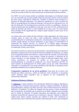 axonal de los nodos. En consecuencia, todas las células de Schwann y la superficie
axonal de los nodos de Ranvier están cubiertos por la lámina basal de forma continua.

En el SNC, los nervios tienen mielina en cantidades relacionadas con el diámetro axonal.
Las vías neuronales que recorren grandes distancias presentan gruesas vainas de mielina,
por tanto, mayor velocidad de conducción. También se observan nodos de Ranvier e
incisuras de Schmidt-Lantermann. Una diferencia significativa es que la mielina del
SNC no es producida por las células de Schwann, sino que por los oligodendrocitos, un
tipo de célula glial. Sus prolongaciones le permiten envolver su membrana y formar la
vaina de mielina para una cantidad de axones que varía entre 10 y 60, a diferencia de la
célula de Schwann que forma la vaina alrededor de un único axón. No existe lámina
basal alrededor de los oligodendrocitos, tampoco tejido conjuntivo como ocurre en los
nervios periféricos.

La mielina actúa como aislante de alta resistencia y baja capacitancia, de manera que la
corriente iónica se mueve de nodo a nodo (conducción saltatoria) aumentando
considerablemente la velocidad de conducción y disminuyendo el gasto de energía. La
mielina cumple además una función protectora, ya que asegura la continuidad de la
conducción del impulso nervioso. La función de la mielina queda claramente
demostrada en las enfermedades desmielinizantes como la esclerosis múltiple, en donde
la conducción es lenta y poco eficaz.

Los nervios amielínicos carecen de vaina de mielina y sólo permanecen en el interior de
profundas invaginaciones de las células de Schwann rodeados de citoplasma. Los labios
de la invaginación pueden estar abiertos y exponer parte del axolema a la lámina basal
de la célula de Schwann, o estar cerrados y formar un mesaxón. A diferencia de los
axones mielínicos, en cada hendidura de la célula de Schwann pueden haber varios
axones amielínicos. La ausencia de mielina en estos axones disminuye
considerablemente la velocidad de conducción. Los axones amielínicos del SNC no
están rodeados de prolongaciones de células gliales, por lo que están relativamente
"desnudos", en comparación a los axones amielínicos del SNP que se encuentran en las
profundas hendiduras de las células de Schwann.

Componentes conjuntivos de un nervio periférico: Gran parte de un nervio está
formada por fibras nerviosas y células de Schwann. Estos elementos se encuentran
unidos mediante tejido conjuntivo que se organiza en tres componentes de
características diferentes:

Endoneuro,Perineuro y Epineuro

El endoneuro es tejido conjuntivo laxo formado por fibrillas de colágeno, fibroblastos,
macrófagos fijos, mastocitos perivasculares, capilares y líquido extracelular. Se dispone
longitudinalmente, paralelo a las fibras nerviosas, entre la lámina basal de las células de
Schwann y el perineuro. Las fibras de colágeno son más gruesas y mejor compactadas
hacia el perineuro. Es probable que la mayoría de las fibras colágenas sean secretadas
por las células de Schwann. El líquido extracelular del endoneuro está aislado del
ambiente extracelular del organismo por el perineuro y epineuro. Además, el endotelio
capilar posee fuertes uniones estrechas que también lo aíslan. Este aislamiento es
necesario para crear el ambiente físico-químico adecuado para el axón y para protegerlo
 