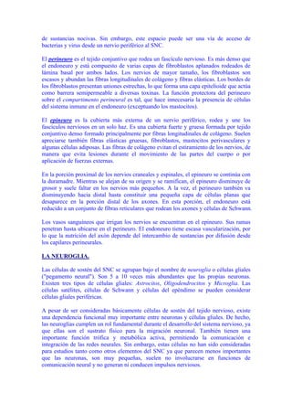 de sustancias nocivas. Sin embargo, este espacio puede ser una vía de acceso de
bacterias y virus desde un nervio periférico al SNC.

El perineuro es el tejido conjuntivo que rodea un fascículo nervioso. Es más denso que
el endoneuro y está compuesto de varias capas de fibroblastos aplanados rodeados de
lámina basal por ambos lados. Los nervios de mayor tamaño, los fibroblastos son
escasos y abundan las fibras longitudinales de colágeno y fibras elásticas. Los bordes de
los fibroblastos presentan uniones estrechas, lo que forma una capa epitelioide que actúa
como barrera semipermeable a diversas toxinas. La función protectora del perineuro
sobre el compartimento perineural es tal, que hace innecesaria la presencia de células
del sistema inmune en el endoneuro (exceptuando los mastocitos).

El epineuro es la cubierta más externa de un nervio periférico, rodea y une los
fascículos nerviosos en un solo haz. Es una cubierta fuerte y gruesa formada por tejido
conjuntivo denso formado principalmente por fibras longitudinales de colágeno. Suelen
apreciarse también fibras elásticas gruesas, fibroblastos, mastocitos perivasculares y
algunas células adiposas. Las fibras de colágeno evitan el estiramiento de los nervios, de
manera que evita lesiones durante el movimiento de las partes del cuerpo o por
aplicación de fuerzas externas.

En la porción proximal de los nervios craneales y espinales, el epineuro se continúa con
la duramadre. Mientras se alejan de su origen y se ramifican, el epineuro disminuye de
grosor y suele faltar en los nervios más pequeños. A la vez, el perineuro también va
disminuyendo hacia distal hasta constituir una pequeña capa de células planas que
desaparece en la porción distal de los axones. En esta porción, el endoneuro está
reducido a un conjunto de fibras reticulares que rodean los axones y células de Schwann.

Los vasos sanguíneos que irrigan los nervios se encuentran en el epineuro. Sus ramas
penetran hasta ubicarse en el perineuro. El endoneuro tiene escasa vascularización, por
lo que la nutrición del axón depende del intercambio de sustancias por difusión desde
los capilares perineurales.

LA NEUROGLIA.

Las células de sostén del SNC se agrupan bajo el nombre de neuroglia o células gliales
("pegamento neural"). Son 5 a 10 veces más abundantes que las propias neuronas.
Existen tres tipos de células gliales: Astrocitos, Oligodendrocitos y Microglia. Las
células satélites, células de Schwann y células del epéndimo se pueden considerar
células gliales periféricas.

A pesar de ser consideradas básicamente células de sostén del tejido nervioso, existe
una dependencia funcional muy importante entre neuronas y células gliales. De hecho,
las neuroglias cumplen un rol fundamental durante el desarrollo del sistema nervioso, ya
que ellas son el sustrato físico para la migración neuronal. También tienen una
importante función trófica y metabólica activa, permitiendo la comunicación e
integración de las redes neurales. Sin embargo, estas células no han sido consideradas
para estudios tanto como otros elementos del SNC ya que parecen menos importantes
que las neuronas, son muy pequeñas, suelen no involucrarse en funciones de
comunicación neural y no generan ni conducen impulsos nerviosos.
 