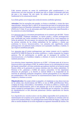 Cada neurona presenta un canon de recubrimiento glial complementario a sus
interacciones con otras neuronas, de manera que sólo se rompe el entramado glial para
dar paso a las sinapsis. De este modo, las células gliales parecen tener un rol
fundamental en la comunicación neural.

Las células gliales son el origen más común de tumores cerebrales (gliomas).

Astrocitos: Son las neuroglias más grandes, su forma es estrellada, y existen dos tipos
especializados: Astrocitos tipo I y tipo II. Se caracterizan por tener en su pericarion gran
cantidad de haces de filamentos intermedios compuestos de proteína ácida fibrilar glial
(PAFG) de 51 Kda. El uso de anticuerpos anti-PAFG permiten teñir específicamente a
los astrocitos en cortes histológicos.

Los Astrocitos tipo I se encuentran principalmente en la sustancia gris del SNC. Tienen
forma estrellada, citoplasma abundante, un núcleo grande y muchas prolongaciones
muy ramificadas que suelen extenderse hasta las paredes de los vasos sanguíneos en
forma de pedicelos. De esta manera, los astrocitos tipo I participan en la regulación de
las uniones estrechas de las células endoteliales de los capilares y vénulas que
conforman la barrera hematoencefálica. Los astrocitos más superficiales emiten
prolongaciones con pedicelos hasta contactar con la piamadre encefálica y medular, lo
que origina la membrana pial-glial.

Los Astrocitos tipo II emiten prolongaciones que toman contacto con la superficie
axonal de los nodos de Ranvier de axones mielínicos, y suelen encapsular las sinapsis
químicas. Por tal conformación, es posible que se encarguen de confinar los
neurotransmisores a la hendidura sináptica y eliminen el exceso de neurotransmisor
mediante pinocitosis.

Los astrocitos tienen importantes funciones en el SNC: 1) Forman parte de la barrera
hematoencefálica que protege al SNC de cambios bruscos en la concentración de iones
del líquido extracelular y de otras moléculas que pudiesen interferir en la función neural.
Parecen influir en la generación de uniones estrechas entre las células endoteliales. 2)
Eliminan el K+, glutamato y GABA del espacio extracelular. 3) Son importantes
almacenes de glucógeno y su función es esencial debido a la incapacidad de las
neuronas de almacenar moléculas energéticas; realizan glucogenólisis al ser inducidos
por norepinefrina o VIP. 4) Conservan los neurotransmisores dentro de las hendiduras
sinápticas y eliminan su exceso.

Oligodendrocitos: Su cuerpo celular es pequeño y el citoplasma es muy denso (son una
de las células más electrón-densas del SNC); es rico en RER, polirribosomas libres,
complejo de Golgi, mitocondrias y microtúbulos. El núcleo es esférico y contiene gran
cantidad de heterocromatina, pero es más pequeño que el de los astrocitos. Presentan
menor cantidad de prolongaciones y menos ramificadas que los astrocitos. En cultivos
de oligodendrocitos se han observado pulsaciones rítmicas superficiales de función
desconocida.

Los oligodendrocitos interfasciculares son las células responsables de la producción y
mantenimiento de la mielina en los axones del SNC. Se disponen en columnas entre los
axones de la sustancia blanca. Las prolongaciones tienen forma de lengua, y cada una de
ellas se enrolla alrededor de un axón originando un segmento internodal de mielina. Por
 