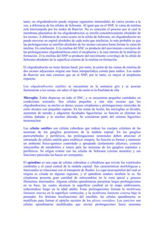 tanto, un oligodendrocito puede originar segmentos internodales de varios axones a la
vez, a diferencia de las células de Schwann. Al igual que en el SNP, la vaina de mielina
está interrumpida por los nodos de Ranvier. No es conocido el proceso por el cual la
membrana plasmática de los oligodendrocitos se enrolla concéntricamente alrededor de
los axones. A diferencia de como ocurre en la célula de Schwann, un oligodendrocito no
puede moverse en espiral alrededor de cada axón que mieliniza; lo más probable es que
las prolongaciones se enrollen alrededor de los axones cercanos hasta formar la vaina de
mielina. En conclusión: 1) la mielina del SNC es producto del movimiento centrípeto de
las prolongaciones oligodendríticas entre el axoplasma y la cara interna de la mielina en
formación. 2) la mielina del SNP es producto del movimiento centrífugo de la célula de
Schwann alrededor de la superficie externa de la mielina en formación.

El oligodendrocito no tiene lámina basal, por tanto, la unión de las vainas de mielina de
dos axones adyacentes origina una línea intraperiódica común para ambos. Los nodos
de Ranvier son más extensos que en el SNP, por lo tanto, es mayor el axoplasma
expuesto.

Los oligodendrocitos satélites se encuentran en la sustancia gris y se asocian
fuertemente a los somas, sin saber el tipo de unión ni la finalidad de ella.

Microglia: Están dispersas en todo el SNC, y se encuentran pequeñas cantidades en
condiciones normales. Son células pequeñas y aún más oscuras que los
oligodendrocitos; su núcleo es denso, escaso citoplasma y prolongaciones retorcidas de
corto alcance con pequeñas espinas. En las zonas de lesión, las microglias se dividen,
aumentan de tamaño y adquieren facultades fagocitarias: su función es eliminar las
células dañadas y la mielina alterada. Se consideran parte del sistema fagocítico
mononuclear.

Las células satélites son células cuboideas que rodean los cuerpos celulares de las
neuronas de los ganglios posteriores de la médula espinal. En los ganglios
paravertebrales y periféricos, las prolongaciones neuronales deben atravesar el
entramado de células satélite para establecer sinapsis. Su función es formar y mantener
un ambiente físico-químico controlado y apropiado (aislamiento eléctrico, correcto
intercambio de metabolitos e iones) para las neuronas de los ganglios espinales y
periféricos. Su origen común con las células de Schwann (crestas neurales) y sus
funciones parecidas las hacen ser semejantes.

El epéndimo es una capa de células cuboideas o cilíndricas que reviste los ventrículos
cerebrales y el canal central de la médula espinal. Sus características morfológicas y
funcionales se relacionan con el transporte de fluidos. La capa neuroepitelial del cual se
origina es ciliada en algunas regiones, y el epéndimo maduro también lo es. Su
citoplasma presenta gran cantidad de mitocondrias en la zona apical y gruesos
filamentos intermedios. Algunas células ependimarias presentan largas prolongaciones
en su base, las cuales alcanzan la superficie cerebral en la etapa embrionaria,
reduciéndose luego en la edad adulta. Estas prolongaciones forman la membrana
limitante interna en la superficie ventricular, y la membrana limitante externa bajo la
piamadre. En distintas localizaciones del encéfalo, las células ependimarias se
modifican para formar el epitelio secretor de los plexos coroídeos. Los tanicitos son
células ependimarias modificadas que envían prolongaciones hacia neuronas
 