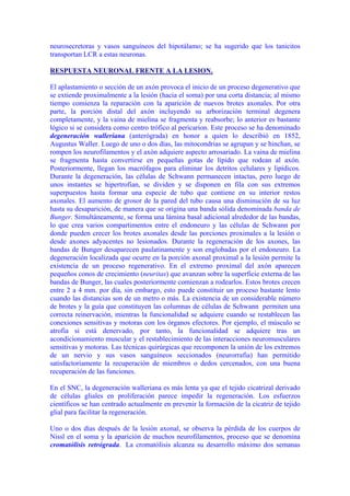 neurosecretoras y vasos sanguíneos del hipotálamo; se ha sugerido que los tanicitos
transportan LCR a estas neuronas.

RESPUESTA NEURONAL FRENTE A LA LESION.

El aplastamiento o sección de un axón provoca el inicio de un proceso degenerativo que
se extiende proximalmente a la lesión (hacia el soma) por una corta distancia; al mismo
tiempo comienza la reparación con la aparición de nuevos brotes axonales. Por otra
parte, la porción distal del axón incluyendo su arborización terminal degenera
completamente, y la vaina de mielina se fragmenta y reabsorbe; lo anterior es bastante
lógico si se considera como centro trófico al pericarion. Este proceso se ha denominado
degeneración walleriana (anterógrada) en honor a quien lo describió en 1852,
Augustus Waller. Luego de uno o dos días, las mitocondrias se agrupan y se hinchan, se
rompen los neurofilamentos y el axón adquiere aspecto arrosariado. La vaina de mielina
se fragmenta hasta convertirse en pequeñas gotas de lípido que rodean al axón.
Posteriormente, llegan los macrófagos para eliminar los detritos celulares y lipídicos.
Durante la degeneración, las células de Schwann permanecen intactas, pero luego de
unos instantes se hipertrofian, se dividen y se disponen en fila con sus extremos
superpuestos hasta formar una especie de tubo que contiene en su interior restos
axonales. El aumento de grosor de la pared del tubo causa una disminución de su luz
hasta su desaparición, de manera que se origina una banda sólida denominada banda de
Bunger. Simultáneamente, se forma una lámina basal adicional alrededor de las bandas,
lo que crea varios compartimentos entre el endoneuro y las células de Schwann por
donde pueden crecer los brotes axonales desde las porciones proximales a la lesión o
desde axones adyacentes no lesionados. Durante la regeneración de los axones, las
bandas de Bunger desaparecen paulatinamente y son englobadas por el endoneuro. La
degeneración localizada que ocurre en la porción axonal proximal a la lesión permite la
existencia de un proceso regenerativo. En el extremo proximal del axón aparecen
pequeños conos de crecimiento (neuritas) que avanzan sobre la superficie externa de las
bandas de Bunger, las cuales posteriormente comienzan a rodearlos. Estos brotes crecen
entre 2 a 4 mm. por día, sin embargo, esto puede constituir un proceso bastante lento
cuando las distancias son de un metro o más. La existencia de un considerable número
de brotes y la guía que constituyen las columnas de células de Schwann permiten una
correcta reinervación, mientras la funcionalidad se adquiere cuando se restablecen las
conexiones sensitivas y motoras con los órganos efectores. Por ejemplo, el músculo se
atrofia si está denervado, por tanto, la funcionalidad se adquiere tras un
acondicionamiento muscular y el restablecimiento de las interacciones neuromusculares
sensitivas y motoras. Las técnicas quirúrgicas que recomponen la unión de los extremos
de un nervio y sus vasos sanguíneos seccionados (neurorrafia) han permitido
satisfactoriamente la recuperación de miembros o dedos cercenados, con una buena
recuperación de las funciones.

En el SNC, la degeneración walleriana es más lenta ya que el tejido cicatrizal derivado
de células gliales en proliferación parece impedir la regeneración. Los esfuerzos
científicos se han centrado actualmente en prevenir la formación de la cicatriz de tejido
glial para facilitar la regeneración.

Uno o dos días después de la lesión axonal, se observa la pérdida de los cuerpos de
Nissl en el soma y la aparición de muchos neurofilamentos, proceso que se denomina
cromatólisis retrógrada. La cromatólisis alcanza su desarrollo máximo dos semanas
 