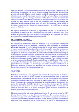 luego de la lesión y es mucho más evidente en las motoneuronas. Posteriormente, el
pericarion se llena de agua y se hincha, lo que desplaza al núcleo hacia la periferia hasta
el punto más alejado del cono axonal. A mayor pérdida de axoplasma, mayores serán las
alteraciones del soma, de manera que lesiones axonales cercanas al cono axonal causan
una cromatólisis que trae consigo la muerte celular. Cuando ocurre la regeneración
axonal, la cromatólisis se detiene y comienza un proceso recuperativo a tal nivel que los
cuerpos de Nissl pueden llegar a ser más abundantes que los preexistentes. El
axoplasma perdido puede representar hasta 200 veces el volumen del cuerpo celular, y
el esfuerzo metabólico para recuperarlo suele durar meses y es posible que la neurona
muera en el intento.

En algunas enfermedades infecciosas y degenerativas del SNC se ha observado la
desaparición de los cuerpos del Nissl desde la periferia hacia el centro del soma. Este
proceso de cromatólisis periférica no ocurre en neuronas con sección axonal sino que se
presenta en fases avanzadas de degeneración neuronal.

PLASTICIDAD NEURONAL.

La variedad de interacciones entre las neuronas y su extraordinaria complejidad
permiten generar diversas respuestas adaptativas: esta propiedad se denomina
plasticidad neuronal. En el SNC, existe la capacidad de generar nuevos brotes axónicos
y nuevas conexiones sinápticas (remplazo sináptico), por ello, es posible crear nuevas
interacciones neuronales. La plasticidad neuronal es máxima durante el desarrollo y
desaparece en la adultez. En esta etapa, la plasticidad se manifiesta como aprendizaje o
como respuesta a cambios internos o ambientales. En consecuencia, el cuerpo celular
representa un elemento relativamente estable, sin embargo, es posible una modificación
en las interrelaciones neuronales gracias al remplazo sináptico. Estos cambios significan
a la vez, una modificación de la función neural, lo que invariablemente influye en las
capacidades de integración del SNC tanto en sus funciones orgánicas como en la
personalidad del individuo. Es factible que las células efectoras contribuyan a la
plasticidad neuronal necesaria para reponerse de lesiones encefálicas mediante la
liberación de factor de crecimiento neural (NGF).

TROFISMO

Durante el desarrollo del SNC, se generan más neuronas de las que existen en el adulto.
De hecho, más de un 50% de las neuronas en desarrollo mueren antes de entrar en
funcionamiento. Por ejemplo, más de la mitad de las motoneuronas inferiores que
sinaptan con músculo esquelético mueren a las pocas horas después de establecida la
unión. Esta muerte es resultado de una especie de competencia entre las neuronas por
captar las cantidades limitadas de factor neurotrófico liberado por las células
musculares, lo que ocasiona una muerte celular programada de las neuronas que no
captan lo suficiente. Este es un medio eficaz para ajustar el número de neuronas al
número de células efectoras que inervarán.

El agente neurotrófico más caracterizado es el factor de crecimiento neural o NGF
(Nerve Growth Factor). Es un elemento esencial para las neuronas sensitivas y
simpáticas ya que es un factor estabilizador de sus sinapsis y es capaz de estimular y
conducir el crecimiento y regeneración de sus axones para así ajustar el suministro de
inervación a las necesidades de las células blanco; en efecto, la administración de
 