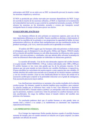 anticuerpos anti-NGF en un ratón con su SNC en desarrollo provocó la muerte a todas
las neuronas simpáticas y sensitivas.

El NGF es producido por células inervadas por neuronas dependientes de NGF. Luego
de ocurrida la muerte de las neuronas sobrantes, el NGF es importante en la mantención
de la densidad de inervación ya que controla la cantidad de terminales axonales. El NGF
alcanza las neuronas en las terminales axonales y avanza por transporte axonal
retrógrado hacia el cuerpo celular para ejercer sus efectos.

EVOLUCIÓN DEL ENCÉFALO

       Los humanos difieren de otros primates en numerosos aspectos, pero uno de las
más importantes diferencias es el encéfalo. Nuestro encéfalo es absoluta y relativamente el
mayor de los encéfalos de los primates y nos proporciona la capacidad de hablar, de tener
pensamientos reflexivos, de realizar finas manipulaciones con una coordinación ocular, de
producir tecnología, y de vivir y morir de acuerdo con lo aprendido en su medio.

        El análisis del DNA sugiere que los humanos están más próximos evolutivamente
al chimpancés, que el chimpancés lo esta del gorila. (Sibley and Alquist, 1984).El estudio
de la evolución del encéfalo humano no solo debe documentar las diferencias entre nuestro
encéfalo con otros primates y vertebrados, sino que además debe solventar la paradoja de
como las diferencias observadas pueden ser elaboradas sin alteraciones genéticas.

        La cuestión del tamaño.- Uno de los más destacados aspectos del cerebro humano
es su gran tamaño. PESO NORMAL 1330 gr. (valores individuales entre 1000 y 2000 gr.)
El cerebro humano es tres veces más grande que los de los primates mayores. Es de
destacar que este gran tamaño no tiene relación con variables fisiológicas o cognocitivas.
El peso encefálico no varía dentro de nuestra especie o entre especies por esta variables. El
tamaño absoluto del cerebro esta asociado con el tamaño de los núcleos internos cerebrales
y con los circuitos neurales. (Aun no esta clarificado).Desde los inicios del estudio de la
asociación cerebro-peso corporal se ha pretendido relacionar con el grado de inteligencia.
Esta asociación precisa de mayor análisis.

       Las clasificaciones taxonómicas se asemejan a las escalas resultados de la relación
cerebro-cuerpo. No obstante, cuando la relación establece peso encefálico- peso corporal.
La relación medida por su diferencia hace variar la taxa. Esta diferencia se denomina
ENCEFALIZACION o Tamaño relativo cerebral. Los antropoides están más encefalizados
que los prosimios, roedores o carnívoros. Entre los primates los cerebros humanos son los
más encefalizados. En rango los delfines tienen el tamaño relativo del encéfalo más
próximo a los humanos.

        En conclusión podemos decir que el cerebro humano es más grande, tanto en
tamaño total y relativo a su cuerpo y su metabolismo es claramente una importante
especialización humana.

LAS IMPRESIONES FÓSILES.

       En el tiempo las impresiones fósiles pueden decirnos cuando el encéfalo humano
aumento de tamaño, pero no cuando aumento en relación con el peso corporal. Los datos
aportados son difíciles de asumir.
 