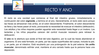 RECTO Y ANO
El recto es una cavidad que comienza al final del intestino grueso, inmediatamente a
continuación del colon sigmoide, y termina en el ano. Generalmente, el recto está vacío porque
las heces se almacenan más arriba, en el colon descendente. Finalmente, el colon descendente
se llena y las heces pasan al recto, provocando la necesidad de evacuar el intestino (defecación).
Los adultos y los niños mayores pueden aguantar esta necesidad hasta llegar a un inodoro. Los
lactantes y los niños pequeños carecen del control muscular necesario para retrasar la
defecación.
El ano es la abertura que existe al final del tubo digestivo, por la cual las heces abandonan el
organismo. El ano está formado, en parte, por las capas superficiales del cuerpo, incluida la piel,
y, en parte, por el intestino. Está recubierto por una prolongación de la piel externa. Un anillo
muscular, denominado esfínter anal, mantiene el ano cerrado hasta que la persona hace una
deposición.
 