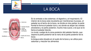 LA BOCA
Es la entrada a dos sistemas: el digestivo y el respiratorio. El
interior de la boca esta recubierto por membranas mucosas, el
paladar es el techo de la boca, se divide en dos partes; la parte
frontal la forma el paladar duro y es donde se alojan las crestas
alveolares y la parte posterior, mucho mas suave, a la que se le
llama el paladar blando.
La úvula, cuelga de la zona posterior del paladar blando, que
separa la parte posterior de la nariz de la parte posterior de la
boca.
la lengua esta situada en el suelo de la boca y se utiliza para
saborear y mezclar los alimentos
 