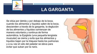 LA GARGANTA
Se sitúa por detrás y por debajo de la boca,
cuando los alimentos y líquidos salen de la boca,
descienden a través de la garganta, la deglución
de los alimentos y líquidos comienzan de
manera voluntaria y continua de forma
automática, la Epiglotis (una pequeña lengüeta
muscular) se cierra y evita que los alimentos y
líquidos bajen por la tráquea hasta los pulmones
y a su vez el velo del paladar se eleva para
evitar que suban por la nariz.
 