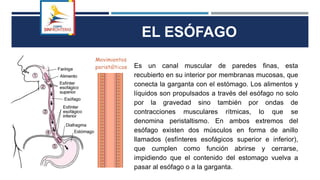 EL ESÓFAGO
Es un canal muscular de paredes finas, esta
recubierto en su interior por membranas mucosas, que
conecta la garganta con el estómago. Los alimentos y
líquidos son propulsados a través del esófago no solo
por la gravedad sino también por ondas de
contracciones musculares rítmicas, lo que se
denomina peristaltismo. En ambos extremos del
esófago existen dos músculos en forma de anillo
llamados (esfínteres esofágicos superior e inferior),
que cumplen como función abrirse y cerrarse,
impidiendo que el contenido del estomago vuelva a
pasar al esófago o a la garganta.
 