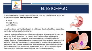EL ESTOMAGO
El estómago es un órgano muscular grande, hueco y con forma de alubia, en
el que se distinguen tres regiones o zonas:
 Cardias
 Cuerpo (fondo)
 Antro pilórico
Los alimentos y los líquidos llegan al estómago desde el esófago pasando a
través del esfínter esofágico inferior.
La parte superior del estómago sirve como área de almacenamiento para los
alimentos. Aquí, el cardias y el cuerpo gástrico (fondo) se relajan para
acomodar el alimento que entra en el estómago. A continuación el antro
pilórico (la parte inferior del estómago) se contrae rítmicamente, mezclando el
alimento con ácido y enzimas (jugos gástricos) y triturándolo en pequeños
fragmentos para facilitar su digestión. Las células que recubren la superficie
gástrica secretan tres sustancias importantes: moco, ácido clorhídrico y el
precursor de la pepsina (una enzima que fracciona las proteínas).
 