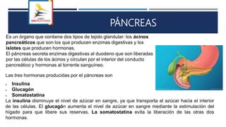 PÁNCREAS
Es un órgano que contiene dos tipos de tejido glandular: los ácinos
pancreáticos que son los que producen enzimas digestivas y los
islotes que producen hormonas.
El páncreas secreta enzimas digestivas al duodeno que son liberadas
por las células de los ácinos y circulan por el interior del conducto
pancreático y hormonas al torrente sanguíneo.
Las tres hormonas producidas por el páncreas son
 Insulina
 Glucagón
 Somatostatina
La insulina disminuye el nivel de azúcar en sangre, ya que transporta el azúcar hacia el interior
de las células. El glucagón aumenta el nivel de azúcar en sangre mediante la estimulación del
hígado para que libere sus reservas. La somatostatina evita la liberación de las otras dos
hormonas.
 
