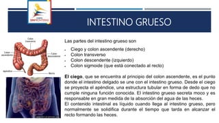 INTESTINO GRUESO
Las partes del intestino grueso son
 Ciego y colon ascendente (derecho)
 Colon transverso
 Colon descendente (izquierdo)
 Colon sigmoide (que está conectado al recto)
El ciego, que se encuentra al principio del colon ascendente, es el punto
donde el intestino delgado se une con el intestino grueso. Desde el ciego
se proyecta el apéndice, una estructura tubular en forma de dedo que no
cumple ninguna función conocida. El intestino grueso secreta moco y es
responsable en gran medida de la absorción del agua de las heces.
El contenido intestinal es líquido cuando llega al intestino grueso, pero
normalmente se solidifica durante el tiempo que tarda en alcanzar el
recto formando las heces.
 