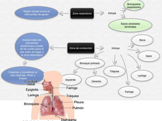 Generalidades sistema respiratorio