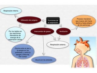 Generalidades sistema respiratorio
