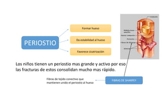 PERIOSTIO
Formar hueso
Da estabilidad al hueso
Favorece cicatrización
Los niños tienen un periostio mas grande y activo por eso
las fracturas de estos consolidan mucho mas rápido.
FIBRAS DE SHARPEYFibras de tejido conectivo que
mantienen unido el periostio al hueso
 
