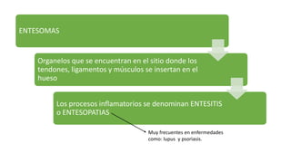 ENTESOMAS
Organelos que se encuentran en el sitio donde los
tendones, ligamentos y músculos se insertan en el
hueso
Los procesos inflamatorios se denominan ENTESITIS
o ENTESOPATIAS
Muy frecuentes en enfermedades
como: lupus y psoriasis.
 