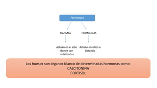 PROTEINAS
ENZIMAS HORMONAS
Actúan en el sitio
donde son
sintetizadas
Actúan en sitios a
distancia
Los huesos son órganos blanco de determinadas hormonas como:
CALCITONINA
CORTISOL
 