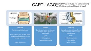 CARTILAGO
HIALINO
Reviste las articulaciones.
Pocas celulas pero muchas fibras
colágenas dispuestas en forma
vertical y de arco.
Sobre el periostio
FIBROSO
Combina el hecho de soportar
peso con cierto grado de
elasticidad.
Ejem:
- Sínfisis púbica
- Meniscos de rodilla
ELASTICO
Diseñado para cambiar de forma
pero vuelve a su estado inicial
rápidamente
Ejem:
- Pabellón auricular
- Alas nasales
- Arcos costales
Es AVASCULAR se nutre por un mecanismo
de difusión a partir del liquido sinovial
 