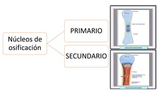Núcleos de
osificación
PRIMARIO
SECUNDARIO
 