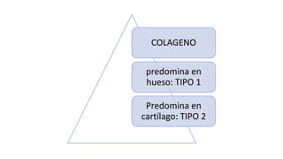 COLAGENO
predomina en
hueso: TIPO 1
Predomina en
cartílago: TIPO 2
 