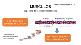 MUSCULOS
Capacidad de contracción (acortarse)
Unidad funcional
contráctil: SARCOMERA
Son activados por el ATP y
este por la enzima ATPasa
Las miofibrillas se
distribuyen en forma de
haces musculares
Son ricamente IRRIGADOS
 