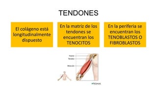 TENDONES
El colágeno está
longitudinalmente
dispuesto
En la matriz de los
tendones se
encuentran los
TENOCITOS
En la periferia se
encuentran los
TENOBLASTOS O
FIBROBLASTOS
 