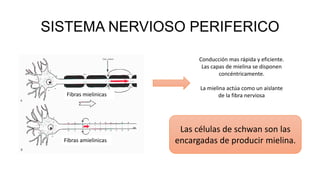 SISTEMA NERVIOSO PERIFERICO
Fibras mielinicas
Fibras amielinicas
Conducción mas rápida y eficiente.
Las capas de mielina se disponen
concéntricamente.
La mielina actúa como un aislante
de la fibra nerviosa
Las células de schwan son las
encargadas de producir mielina.
 