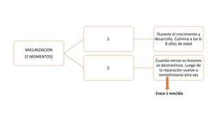 MIELINIZACION
(2 MOMENTOS)
1.
Durante el crecimiento y
desarrollo. Culmina a los 6-
8 años de edad
2.
Cuando nervio es lesiones
se desmieliniza. Luego de
la reparación vuelve a
remielinizarse otra vez
Crece 1 mm/día
 
