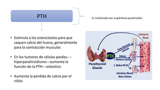 PTH Es sintetizada por la glándula paratiroides
• Estimula a los osteoclastos para que
saquen calcio del hueso, generalmente
para la contracción muscular.
• En los tumores de células pardas----
hiperparatiroidismo---aumenta la
función de la PTH---osteolisis
• Aumenta la perdida de calcio por el
riñón
 