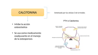 CALCITONINA Sintetizada por las células C de la tiroides
• Inhibe la acción
osteoclastica
• Se usa como medicamento
coadyuvante en el manejo
de la osteoporosis
 