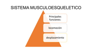 SISTEMA MUSCULOESQUELETICO
Principales
funciones:
locomoción
desplazamiento
 