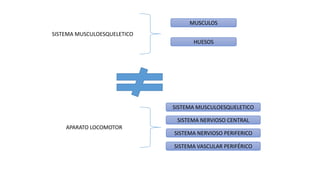 SISTEMA MUSCULOESQUELETICO
APARATO LOCOMOTOR
MUSCULOS
HUESOS
SISTEMA MUSCULOESQUELETICO
SISTEMA NERVIOSO CENTRAL
SISTEMA NERVIOSO PERIFERICO
SISTEMA VASCULAR PERIFÉRICO
 