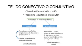 TEJIDO CONECTIVO O CONJUNTIVO
• Tiene función de sostén o unión
• Predomina la sustancia intercelular
Tiene 2 tipos de moléculas (hidrófilas)
colágeno proteoglicanos
Formado por microfibrillas
longitudinalmente dispuestas y
paralelas entre si
Cadenas triple hélice con
disposición helicoidal
SOPORTAN TENSION
Formado por 1 cadena
central de acido hialurónico a
la cual se unen se unen
cadenas laterales ( condroitin
sulfato, keratin sulfato).
SOPORTAN CARGA O
PRESION
 