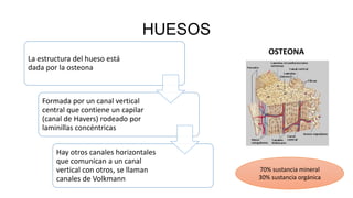HUESOS
La estructura del hueso está
dada por la osteona
Formada por un canal vertical
central que contiene un capilar
(canal de Havers) rodeado por
laminillas concéntricas
Hay otros canales horizontales
que comunican a un canal
vertical con otros, se llaman
canales de Volkmann
OSTEONA
70% sustancia mineral
30% sustancia orgánica
 