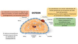Los osteocitos se encuentran en lagunas que
dejan las lamelas, se nutren mediante largas
prolongaciones y se comunican entre si
Los osteoblastos son celulas redondeadas de
núcleo grande que se encuentran por lado
fuera del periostio.
Sintetizan hueso y matriz orgánica y finalmente
se convierten en osteocitos
Los osteoclastos reabsorben
hueso y producen la
remodelación ósea.
se encuentran por lado fuera del
periostio
El calcio se encuentra en
la matriz ósea en forma
de CRISTALES DE
HIDROXIAPATITA
 