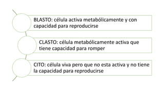 BLASTO: célula activa metabólicamente y con
capacidad para reproducirse
CLASTO: célula metabólicamente activa que
tiene capacidad para romper
CITO: célula viva pero que no esta activa y no tiene
la capacidad para reproducirse
 