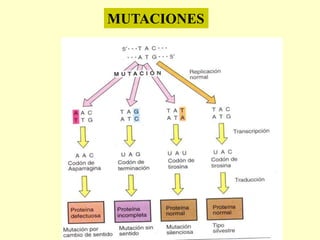 MUTACIONES
 