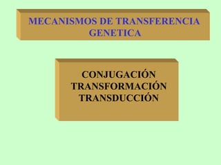 MECANISMOS DE TRANSFERENCIA
GENETICA
CONJUGACIÓN
TRANSFORMACIÓN
TRANSDUCCIÓN
 