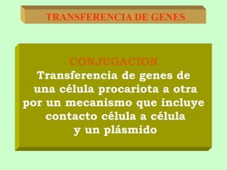 TRANSFERENCIA DE GENES
CONJUGACION
Transferencia de genes de
una célula procariota a otra
por un mecanismo que incluye
contacto célula a célula
y un plásmido
 