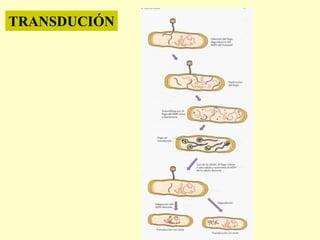 TRANSDUCIÓN
 