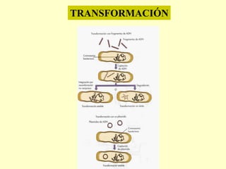 TRANSFORMACIÓN
 