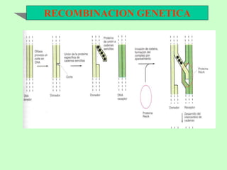 RECOMBINACION GENETICA
 